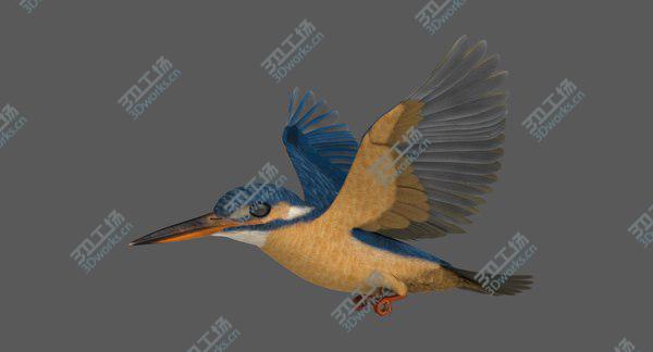 images/goods_img/20210312/Common Kingfisher 3D/3.jpg